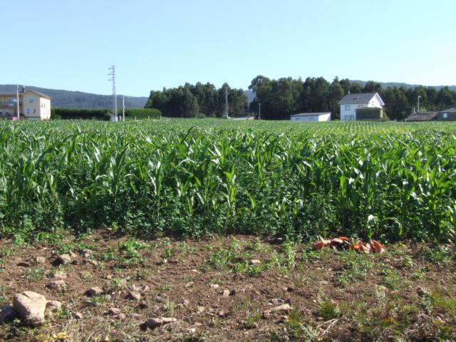 campos de millo en barreiros 07
