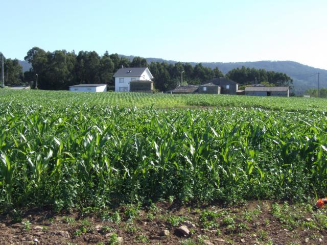 campos de millo en barreiros 09