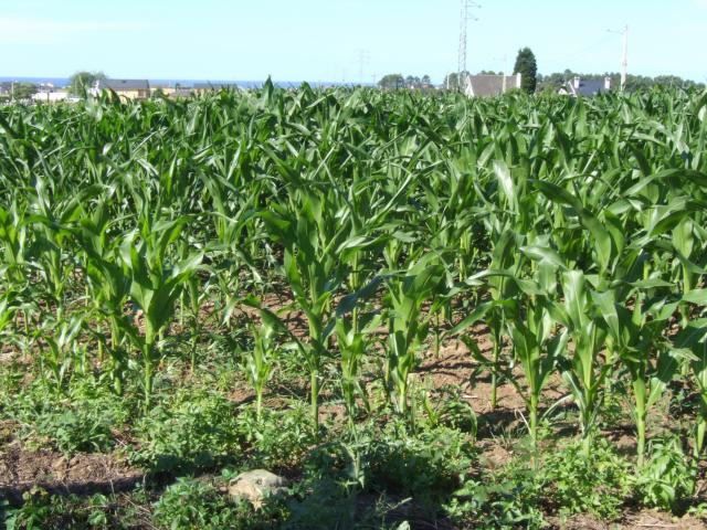campos de millo en barreiros 01