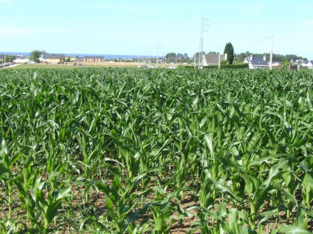 campos de millo en barreiros 02
