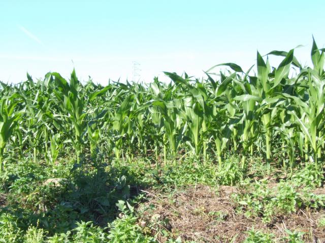 campos de millo en barreiros 06