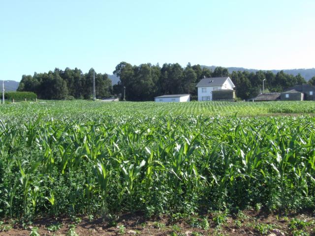 campos de millo en barreiros 08
