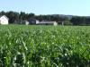 campos de millo en barreiros 10